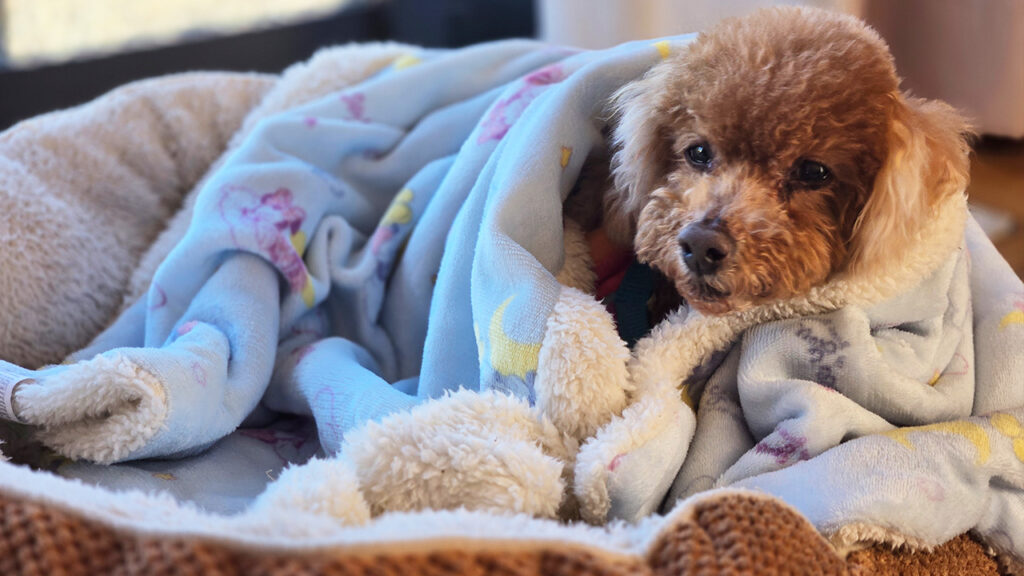 シニア犬用ドッグフード